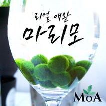[모던 아쿠아 오픈 특가] 초보자를 위한 키우기 쉬운 마리모 수초 / 모스볼/ 어항 장식 / 구피 수초/ 치어 수초/ 식물인테리어, 새우전용사료 