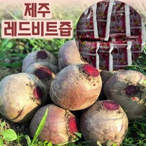 제주 레드비트즙 100ml 20포 30포 50포 12브릭스이상 임산부 고당도 생비트즙 효능, 100ml × 20포