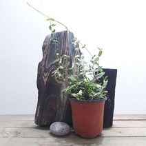 러브코리아 좀마삭 홈가드닝 실내인테리어식물 (거실화분/집에서키우기쉬운식물/음지식물/그늘에서잘자라는식물/공기정화식물/식물/원예/건강/생활 추천)