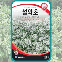 설악초 30립 / 꽃씨 키우기 종자 설악초씨앗