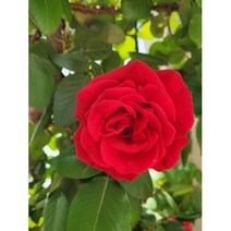 [허니솝] 플로럴워터 모음 (비누 화장품 DIY 재료), K141. 로즈프리미엄 워터 100ml