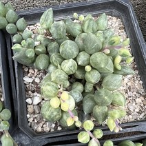 [올식스] 세레시스금, 1개