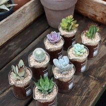 미니다육-비이커100, 쿠팡 블루스토어 월동자