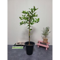 이브가든 열매 달린 구아바 나무 / 전체높이 90CM 식물높이 70CM 내외입니다, 1개