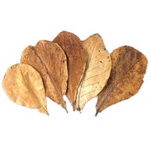 알몬드잎 Almond Leaf (랜덤) 5장-(코리알 베타어항), 단품