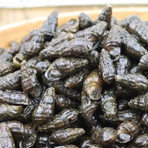 다솔이 국내산 생다슬기1kg, 단품