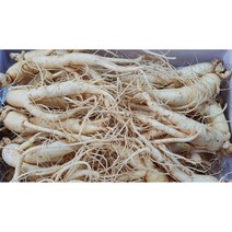 풍기인삼 5년근 6년근 750g 10~15뿌리 못난이 인삼 세척인삼 1.5kg