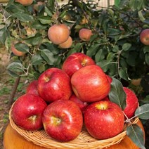 경북 청송 안동 부사 사과 3kg-5kg, 3kg, 소과(14-18과)