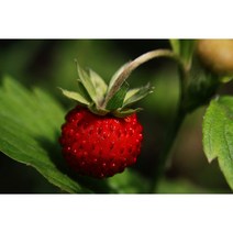 딸기모종 (품종:설향) 10주(10개)/딸기 모종(WJ)