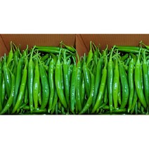 가락싱싱 롱그린고추 특품 1kg 3kg 5kg, 롱그린3kg, 1개