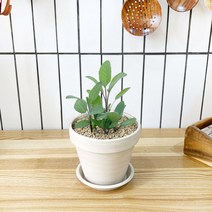 1+1 세이지 키친허브 화분 세트 로즈마리 딜 타임 베란다 텃밭 허브 키우기, H39.세이지, H14.오데코롱민트