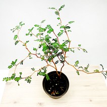 에덴플랜트 마오리 소포라 소품 마우리소포라 반그늘 생명력강한식물 공기정화 인테리어 동글동글한잎, 1개