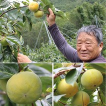 당도 높고 아삭한 창녕 태추단감 4.5kg내외 배단감, 로얄 4.5kg