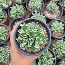 꽃다리 미파 랜덤배송 다육식물 다육이 아이만배송