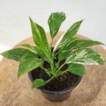 19700 도미노스파트필름 소품 수입식물 10~25cm