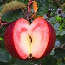 사과나무특선/ 속빨간사과(엔부) 접목1년(T337 왜성대목) B1546, 1개