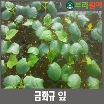 건 금화규잎 50g 금화규 건조잎