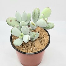 인플랜츠팜 방울복랑 다육 반려식물 농장직영 배송, 1개