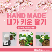 딸기모종 어린이체험 진짜 열린다 내가키운딸기 딸기집에서키우기 딸기직접키우기