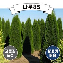 (나무85) 에메랄드그린 p9 포트