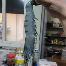 국내산 싱싱 활 타이거 왕새우 500g - 생물, 500g(10미내외)