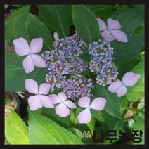 (나무농장) 야생화 산수국 포트 ( 포트5개묶음 ), 5개