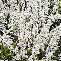 충주원예조경 / 조팝나무 / 1m / 5주, 1개