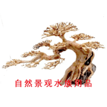 어항유목 대형 활착 소나무 모스나무 어항꾸미기, A 12-14cm
