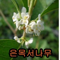 은목서나무 삽3년생5그루 꽃나무 유실수 조경수 묘목 목서나무