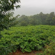 땅두릅모종 땅두릅뇌두 4년생 30구