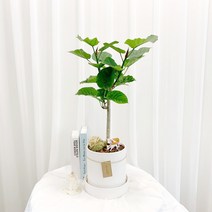 (택배가능)산소를 계속해서 내뿜는 휘카스 움베르타 일본인기플랜테리어식물, 식물만 구매(기본 플라스틱 포트)