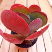 당인 꽃보다 이쁜 다육이 키우기 쉬운 식물1-30 랜덤발송