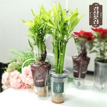 [천삼백케이] [경성꽃집] 경성꽃집 특허화분 쉽고 간편한 식물키우기 개운죽, 개운죽 5p