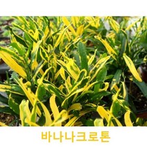 관엽/구근식물 바나나크로톤 화분모종 4개 (L0182)