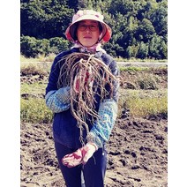 셀러허브 식품 [지리산동의촌] 3년 장수 약도라지 도라지 건재 100g, 지리산 3년근 도라지 건재 100g