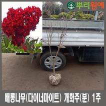 배롱나무(다이너마이트) 개화주(분) 1주 뿌리원예