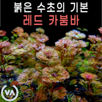 [비바소녀] 레드 카붐바 (3촉)