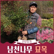 남천나무 묘목 1m 80cm 60cm 1m20 공기청정식물, 남천60cm