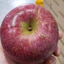 경북 청송사과 부사 사과 5kg 10kg, 중과 5kg(16-20과), 1