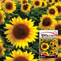 꽃씨 미니해바라기종자 키작은해바라기씨앗 30립