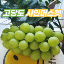 고당도 김천 샤인머스켓 씨없는 청포도, 프리미엄 특등품_선물용 2kg, 3수, 1개