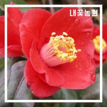 야생동백 (홑꽃) 키 100cm(분) 내외