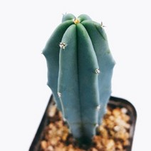 [선인장]용신목5, 1개
