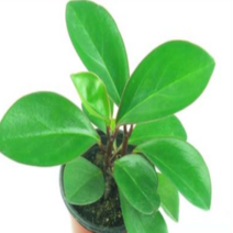 (F소망)홍페페 화분(소) 2개