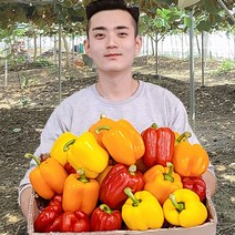 가우농산 파프리카 미니파프리카1.5kg 3kg, 못난이 3kg (14과 내외)