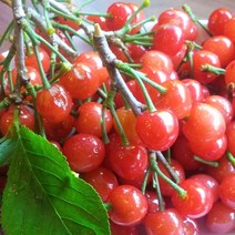 앵두나무 물앵두나무 대왕앵두