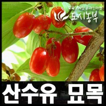 도시농부/산수유/유실수/산수유 묘목/실생2년10개판매