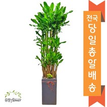 고급대형 화분 개업 축하 화분 전국 당일배송, 04. 황금죽, 1개