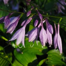 비비추 4개 묶음 / 7월 초여름에 피는 보라색꽃이 예뻐요 / 봄꽃 여름꽃 묘목 모종판매 GP54