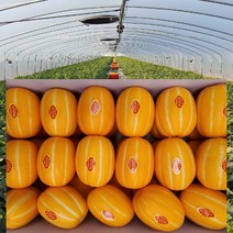 [ 산지직송 공주네 ] 성주참외 당도선별 꿀 참외 1kg 2kg 4kg 5kg 10kg 가정용 선물용 참외, 1box, 08.참외 가정용/ 대과 5kg